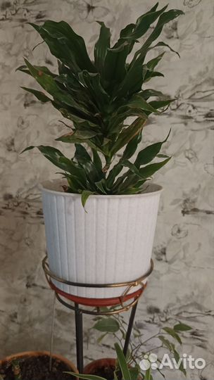 Драцена в горшке