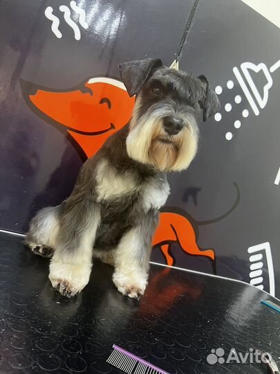 Услуги грумера Стрижка собак и кошек