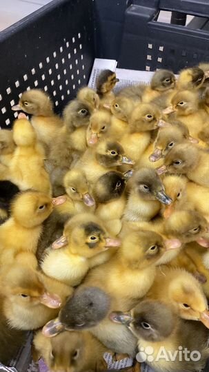 Суточные утята в Курганинском районе