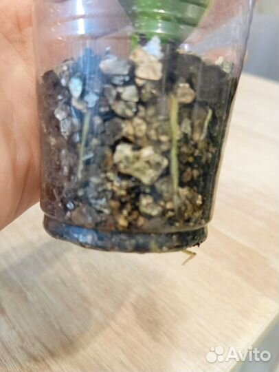 Сансиеверия Крео