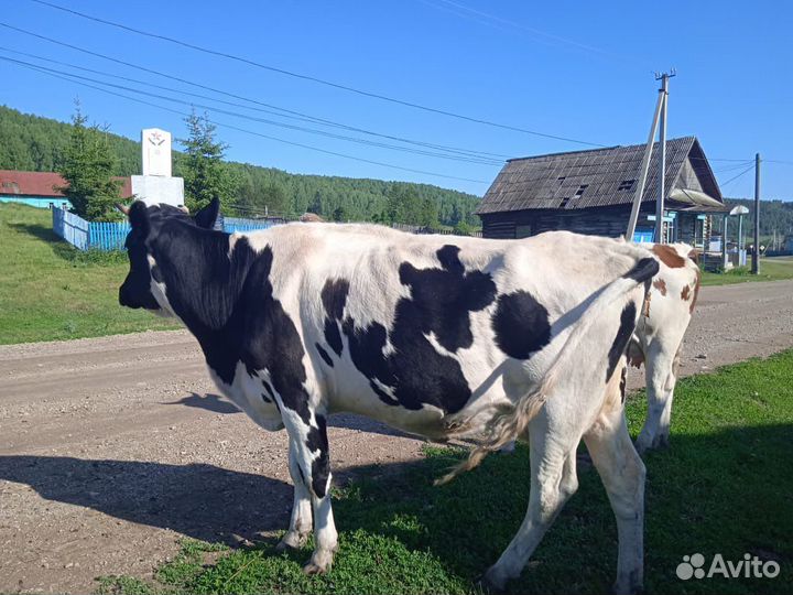 Коровы дойные