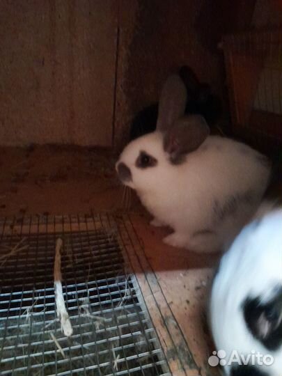 Продаются кролики