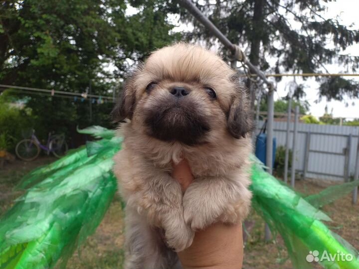 Пекинесик в добрые руки