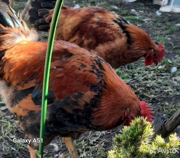 Молодые петухи, кучинские, брама