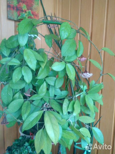 Цветок эхеверия в горшке и хойя