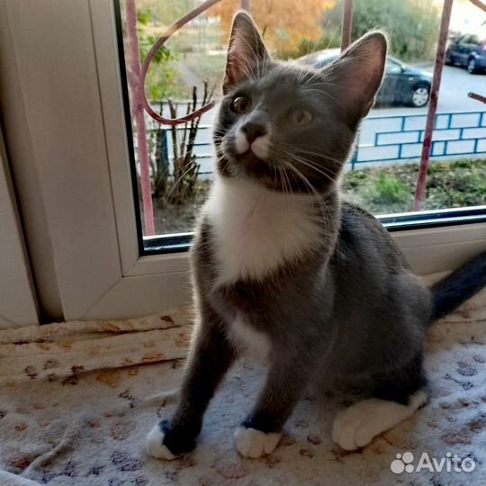 Котенок