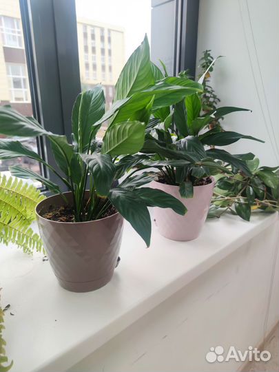 Спатифиллум 2 шт