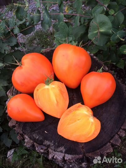 Семена Томатов