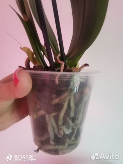 Орхидея Пиниф 2 цветоноса