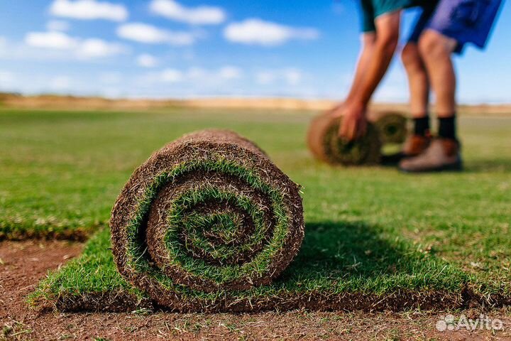 Газон рулонный Спортивный