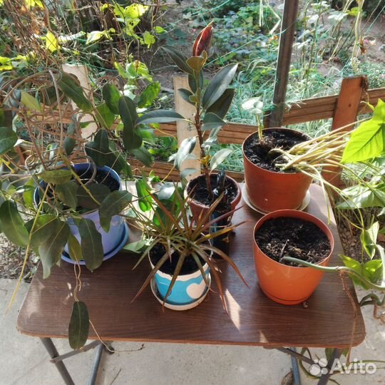 Комнатные цветы