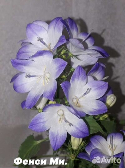 Кампанула.(жених и невеста,любов