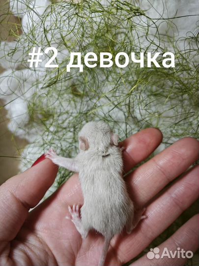 Декоративные крыски дамбо