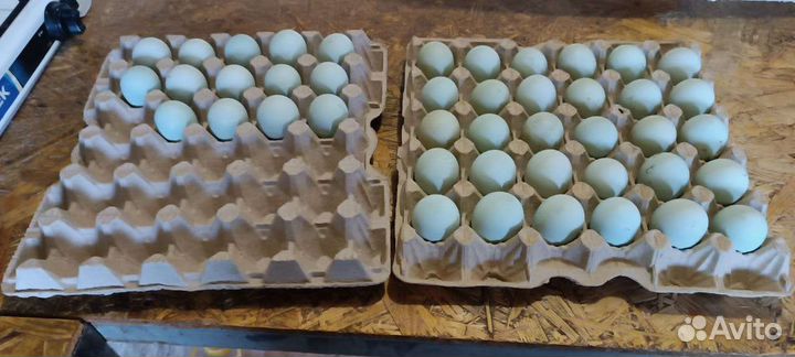 Ухейилюй яйцо