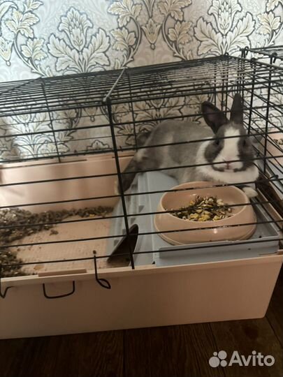 Декоративные кролики