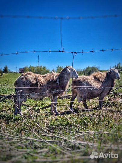Катумские бараны