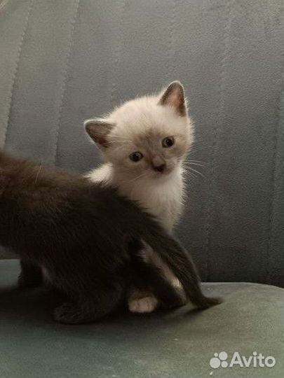 Котенок мальчик