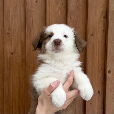 Австралийская овчарка, щенок