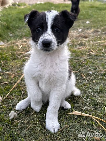 Щенки в добрые руки