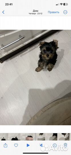 Йоркширский терьер