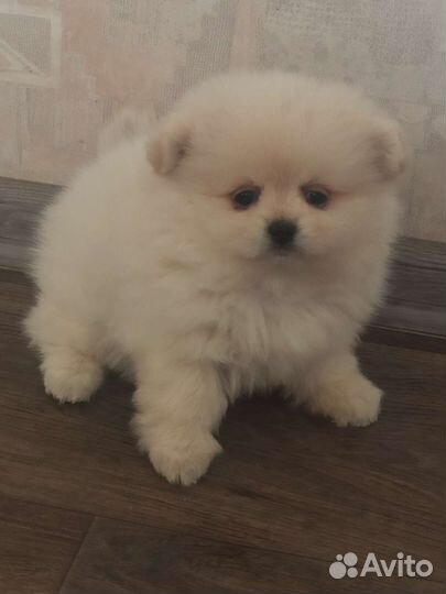 Померанский шпиц