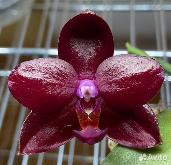 Орхидея фаленопсис