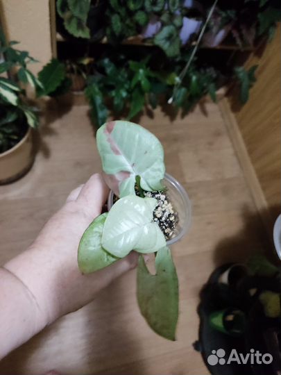 Сингониум Милк конфетти