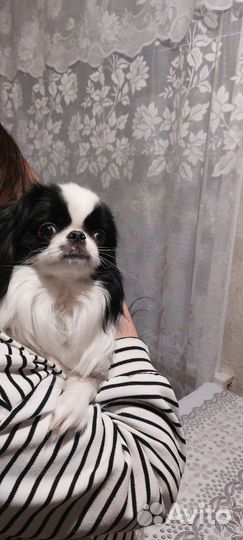 Японский хин мальчик