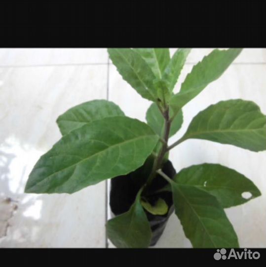 Шпинат долголетия-Джинура