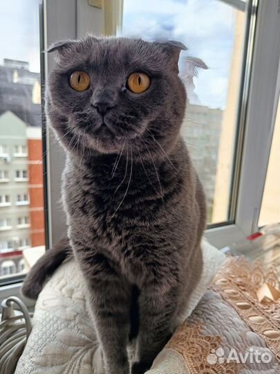 Шотландская