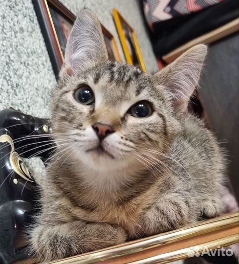 Котёнок девочка