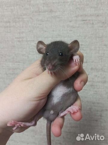 Крысенок дамбо