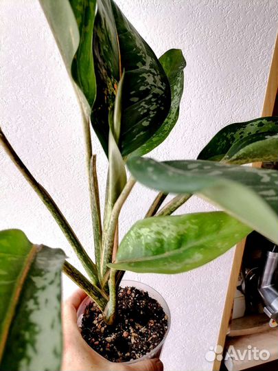 Аглаонема Чатра Монгол