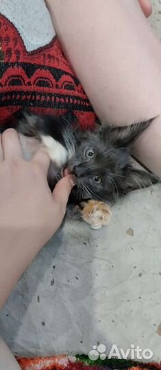 Кошка в дар бесплатно