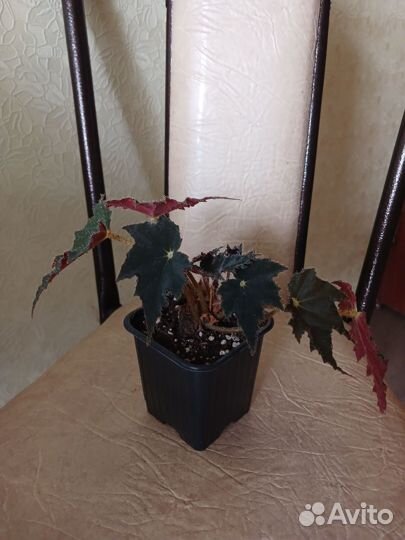 Бегония Черная мамба