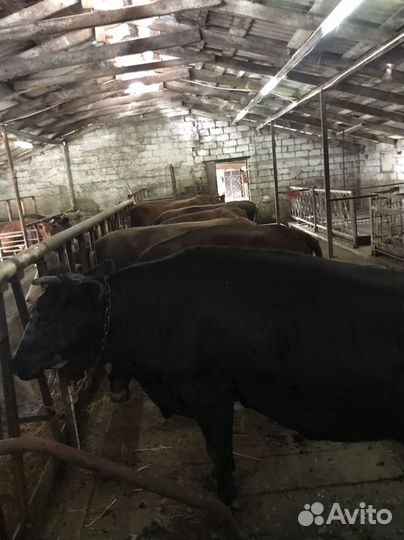 Коровы,тёлки,бычки