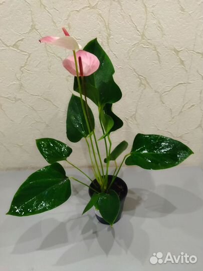 Антуриум Мистик