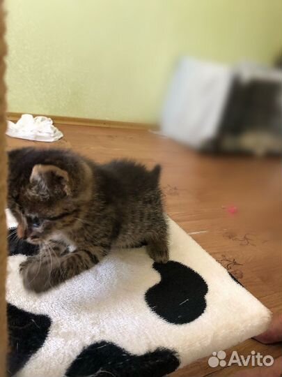 Крошечный котенок