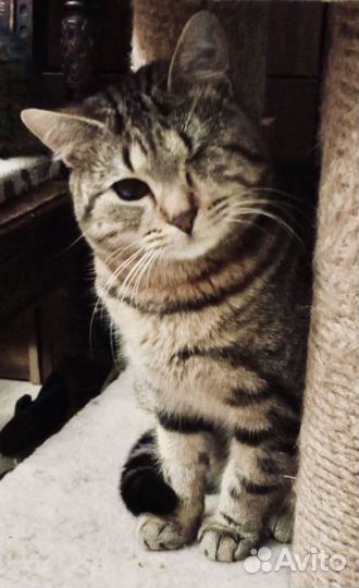 Особенные котята