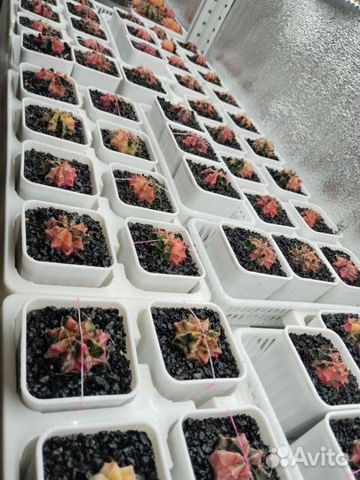 Gymnocalycium mihanovichii var. 6,5см горшок