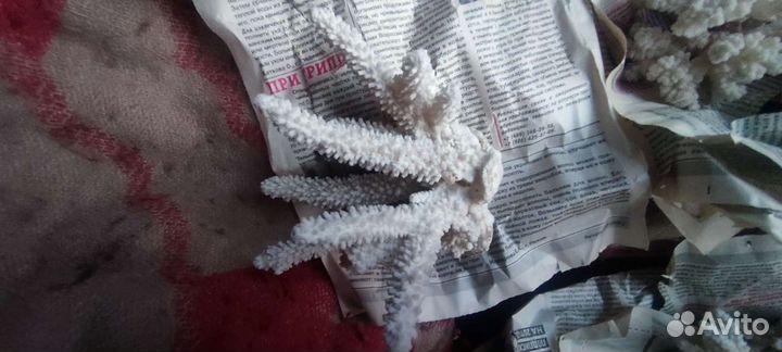 Морские ракушки и кораллы