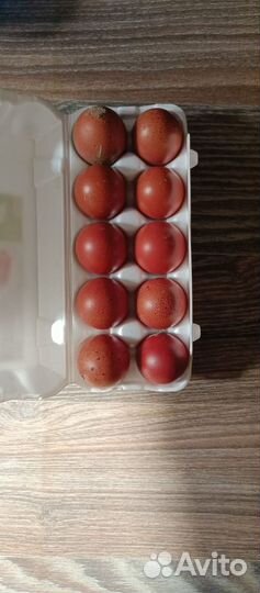 Инкубационное яйцо кур несушек доминант s-109