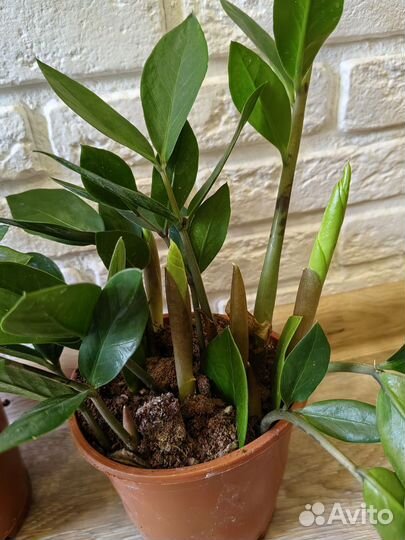 Замиокулькас