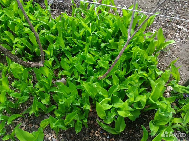 Уличные растения