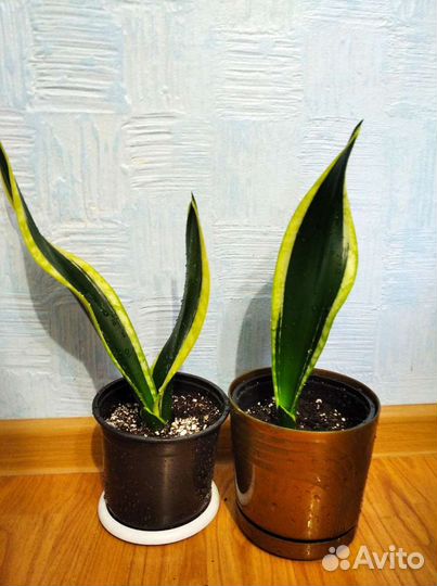 Сансевьерия