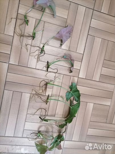 Сингониум неон пинк