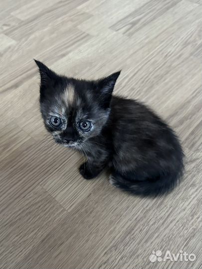 Кошечка трехцветка на счастье