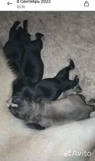 Щенки алабая