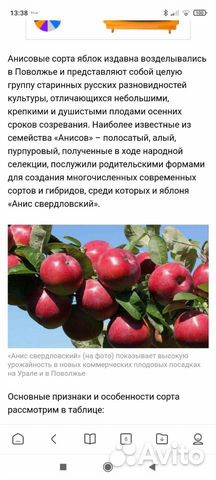 Черенки для прививки купить в Химках | Товары для дома и дачи | Авито