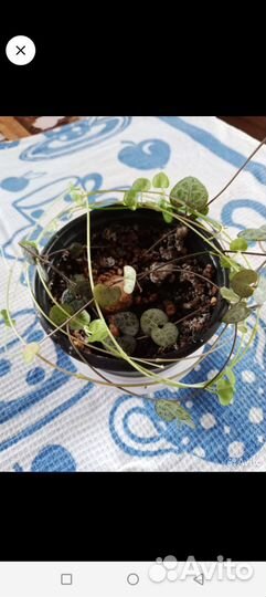 Пеларгония розебундная, циропегия Вудду